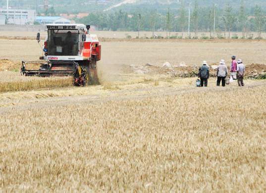 臨沂9700多臺收割機(jī)上陣 確保夏糧顆粒歸倉