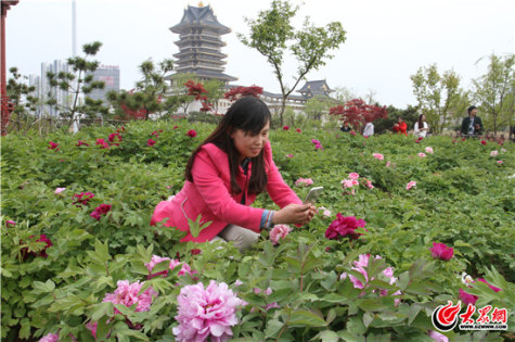 你想去看看嗎？園博園牡丹五一可達盛花期