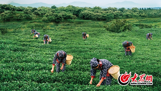 臨沂臨港 厲家寨