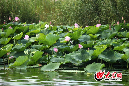 臨沂臨港 厲家寨