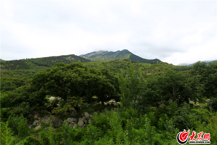 19柏林鎮(zhèn)，古代柏樹林立，因此得名，在臨沂市區(qū)西北、蒙山之南，蒙山其自然環(huán)境和生態(tài)條件賦予蒙山為世界養(yǎng)生長壽圣地。.jpg