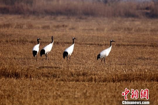 東方白鸛等珍稀候鳥黃河三角洲忙筑愛(ài)巢